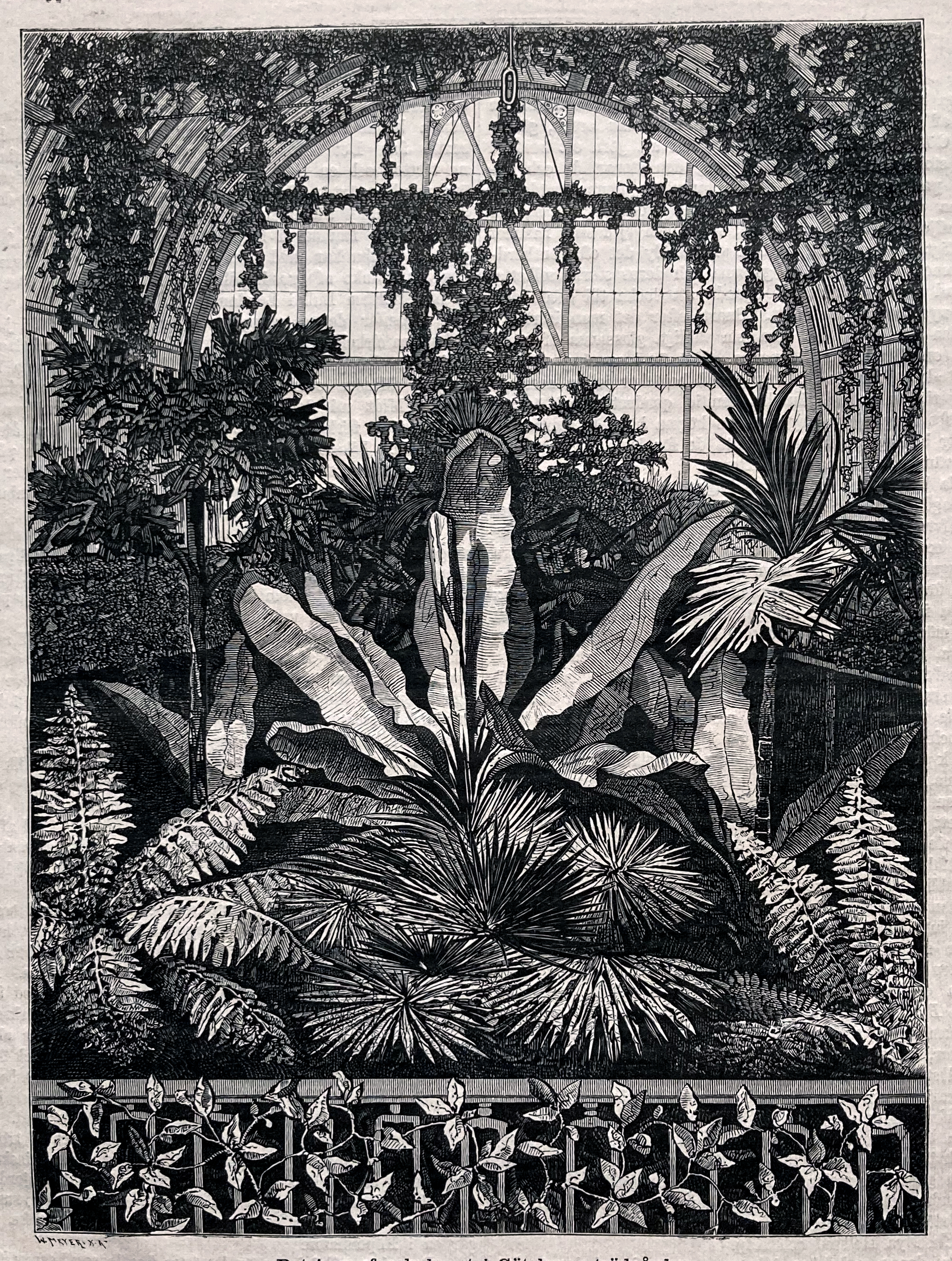 O.L. Janssen, wood cut, 1880. “Palmhuset i Göteborgs trädgård”