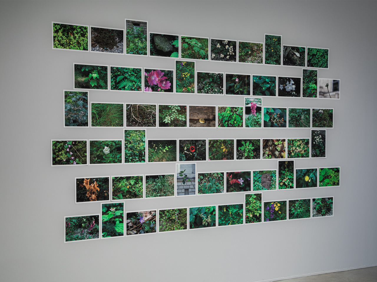 Photos in rows of plants on a white wall