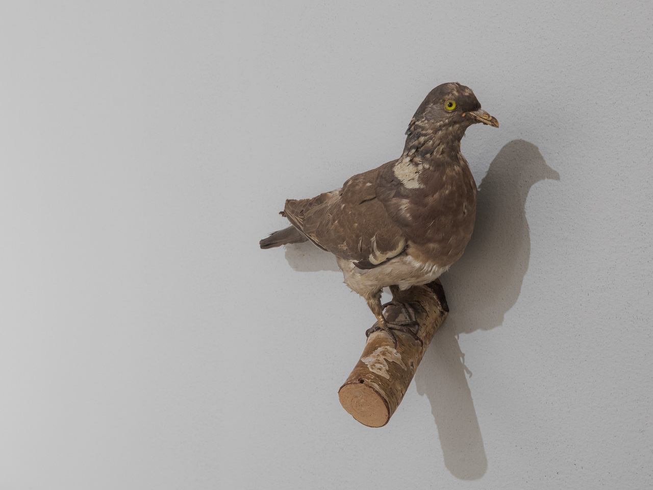 taxidermied pigeon