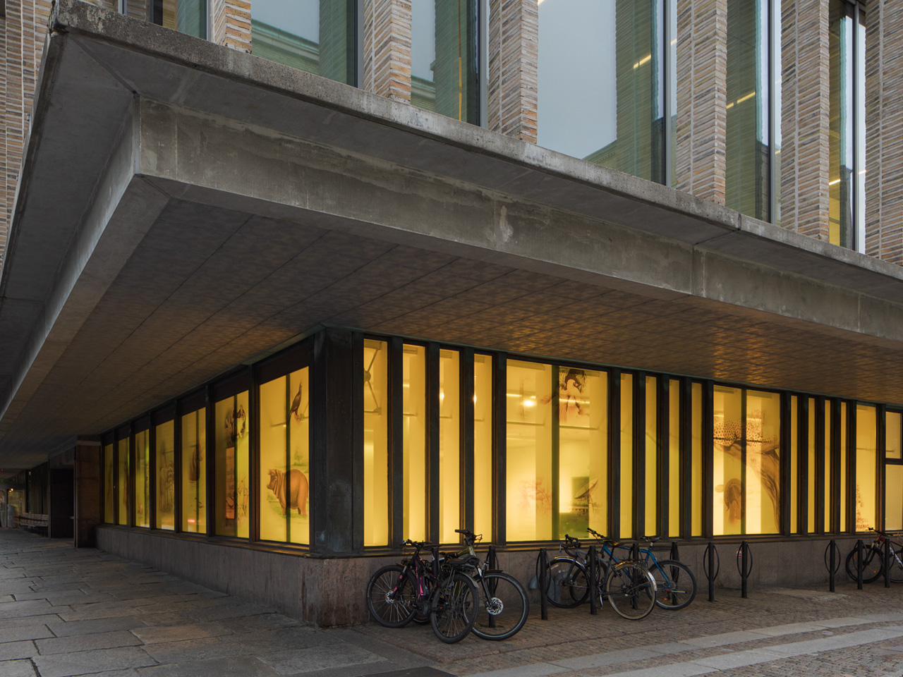 Windows with yellow adhesive film displaying African animals